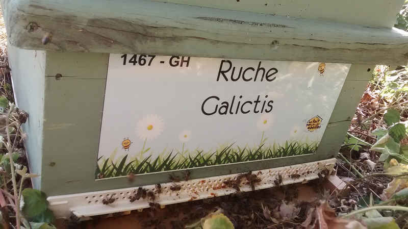 La ruche Galictis