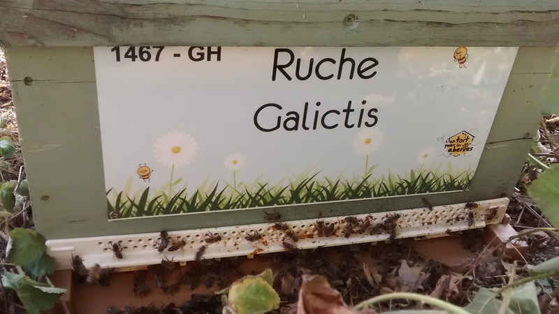 La ruche Galictis