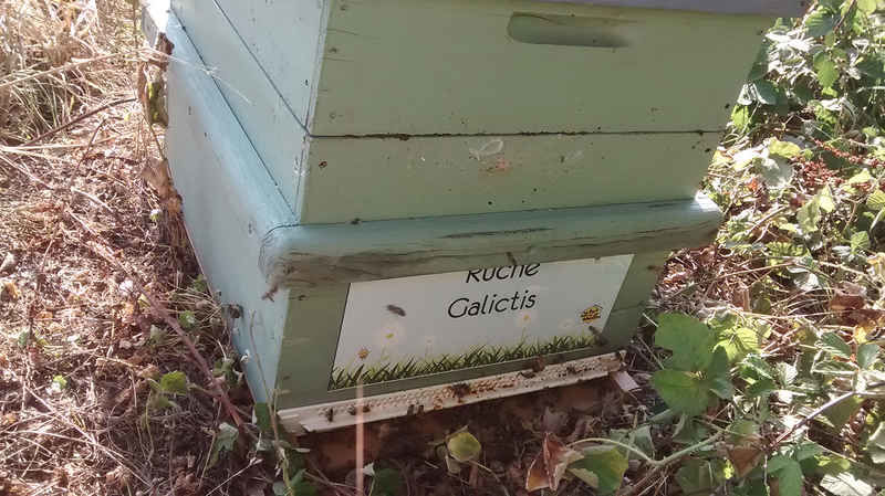 La ruche Galictis