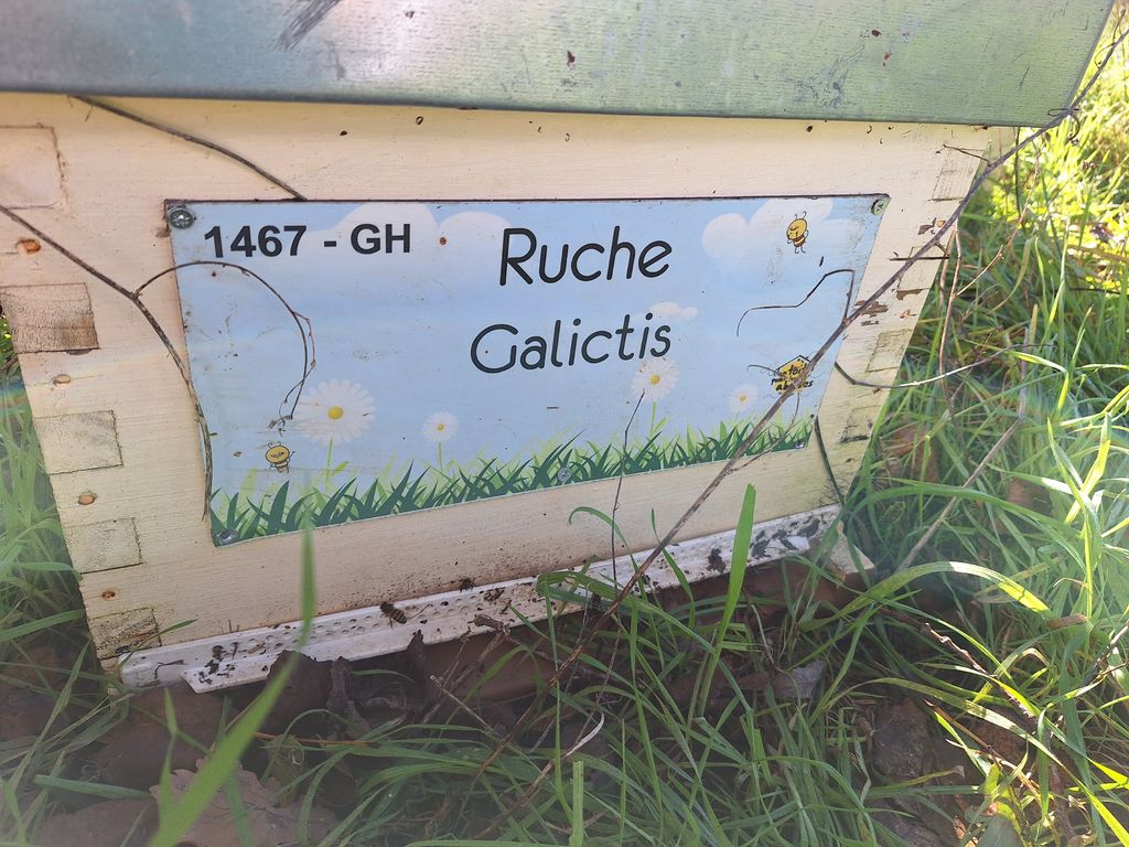 La ruche Galictis
