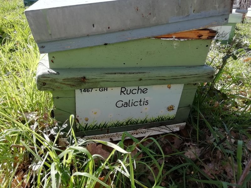 La ruche Galictis