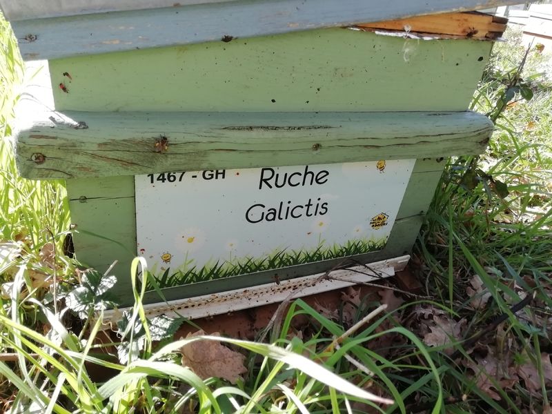 La ruche Galictis