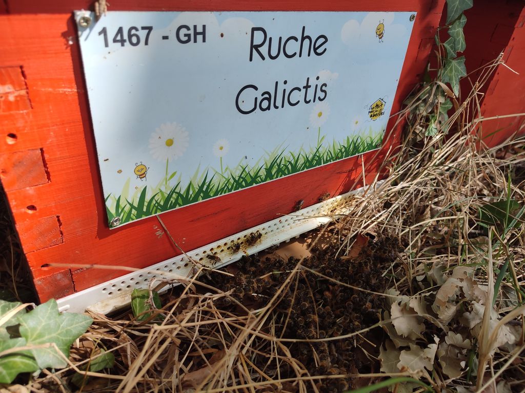 La ruche Galictis