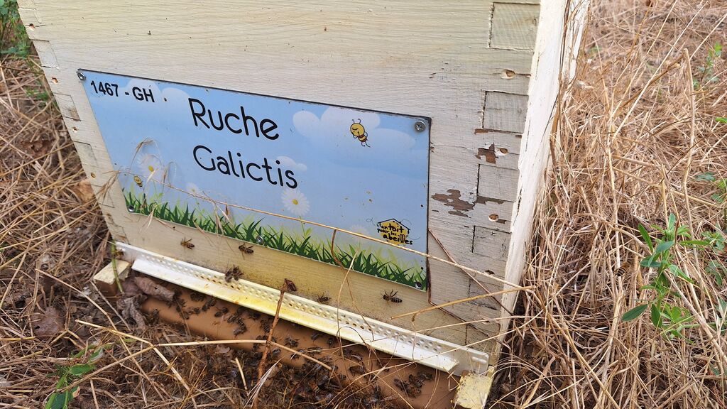 La ruche Galictis