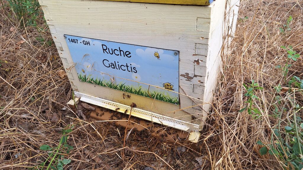 La ruche Galictis