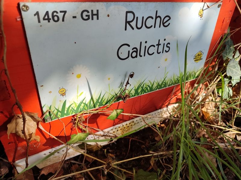 La ruche Galictis