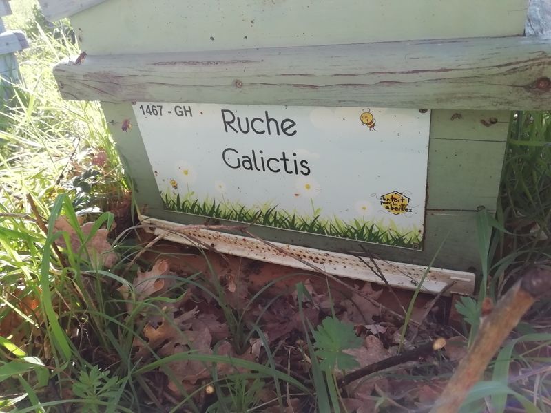 La ruche Galictis