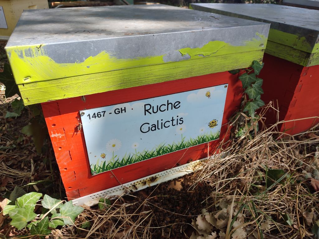 La ruche Galictis