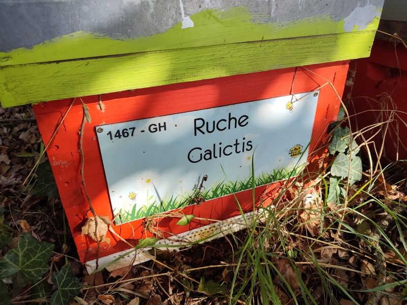 La ruche Galictis