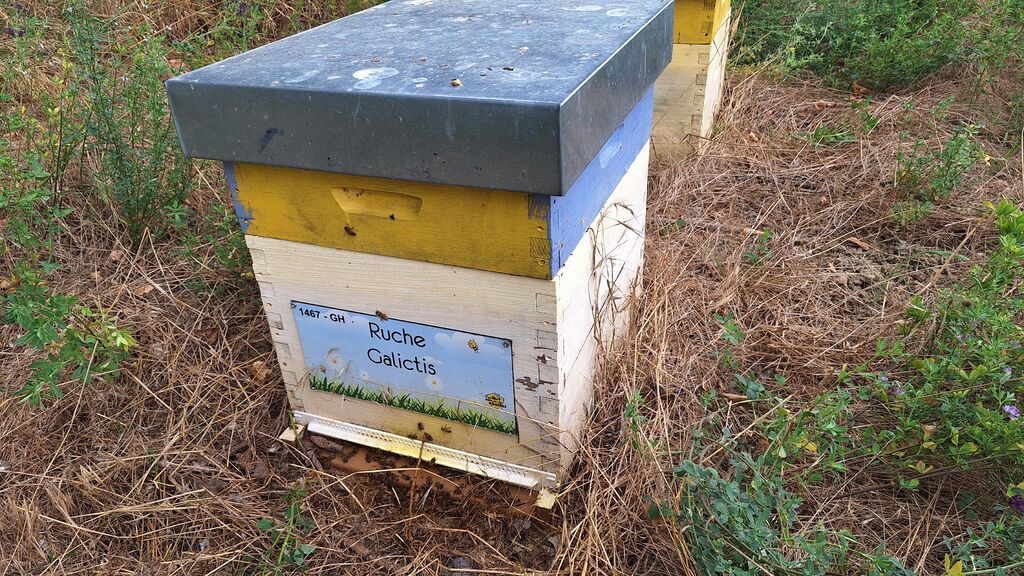La ruche Galictis
