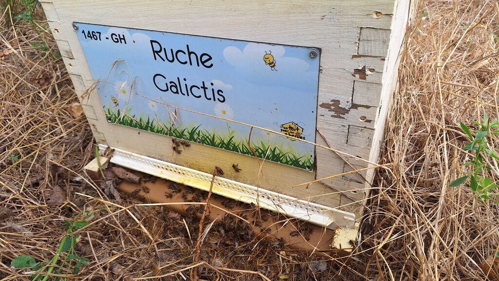 La ruche Galictis