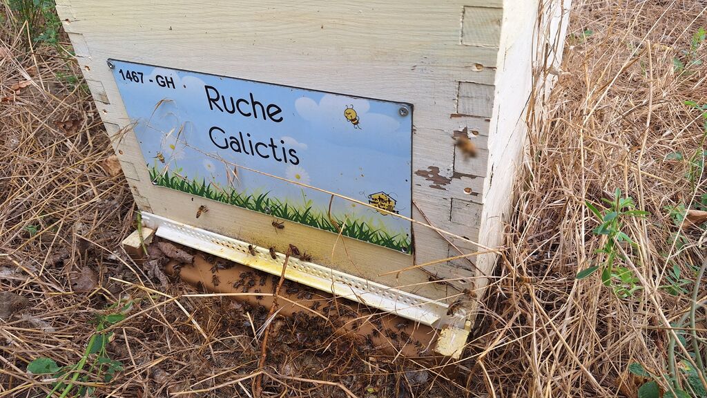 La ruche Galictis