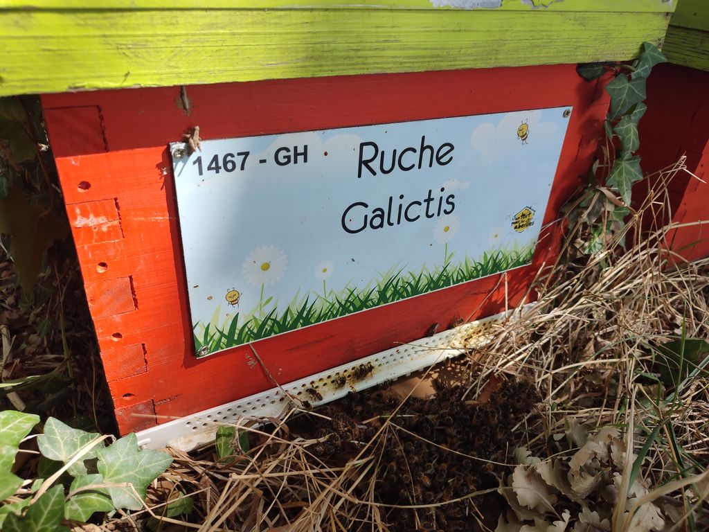 La ruche Galictis