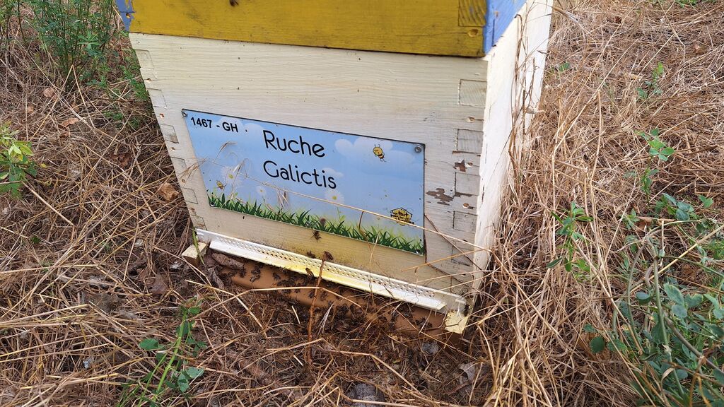 La ruche Galictis