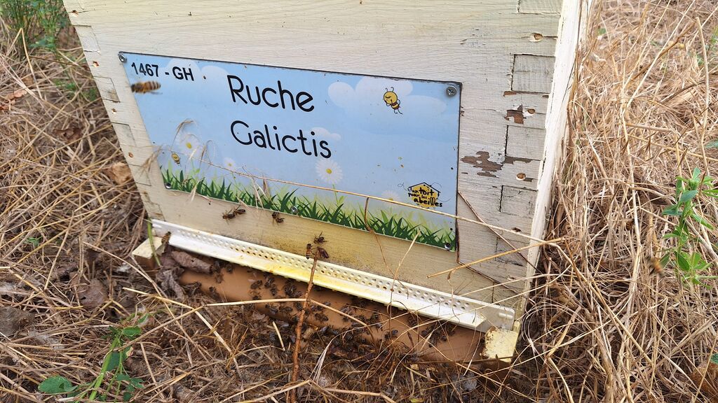 La ruche Galictis
