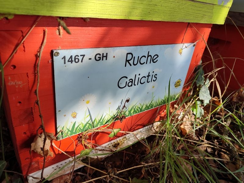 La ruche Galictis