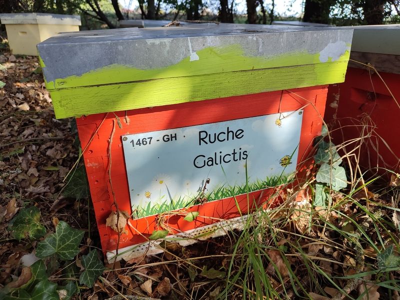 La ruche Galictis