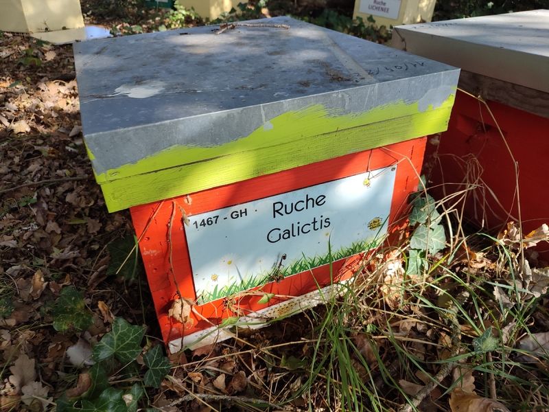 La ruche Galictis
