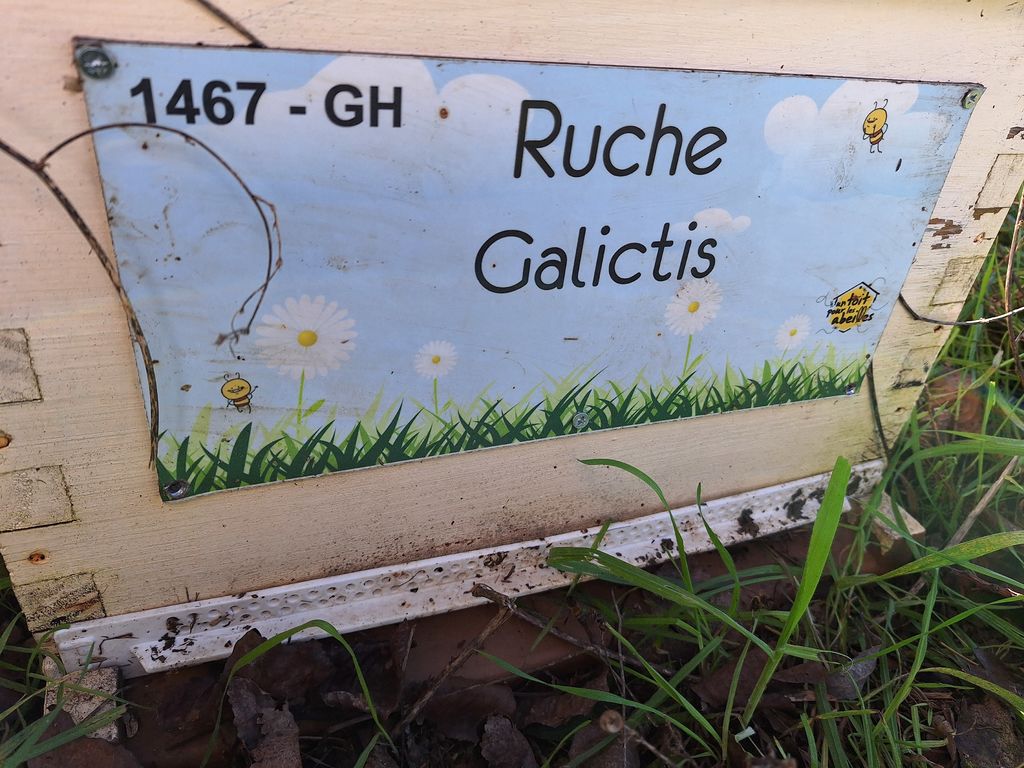 La ruche Galictis