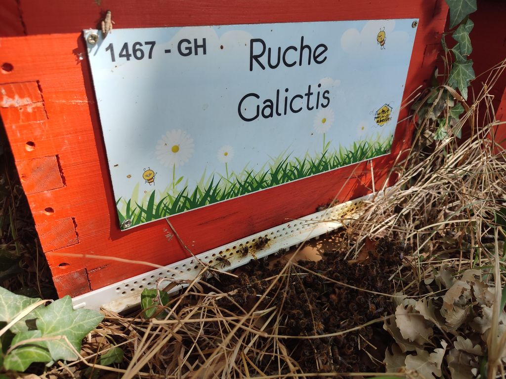 La ruche Galictis