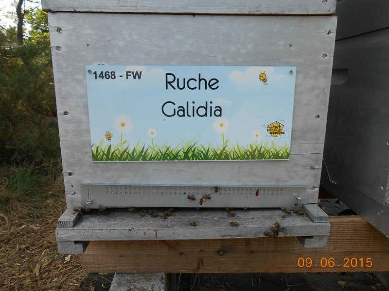 La ruche