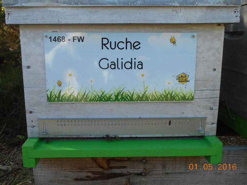 La ruche Galidia
