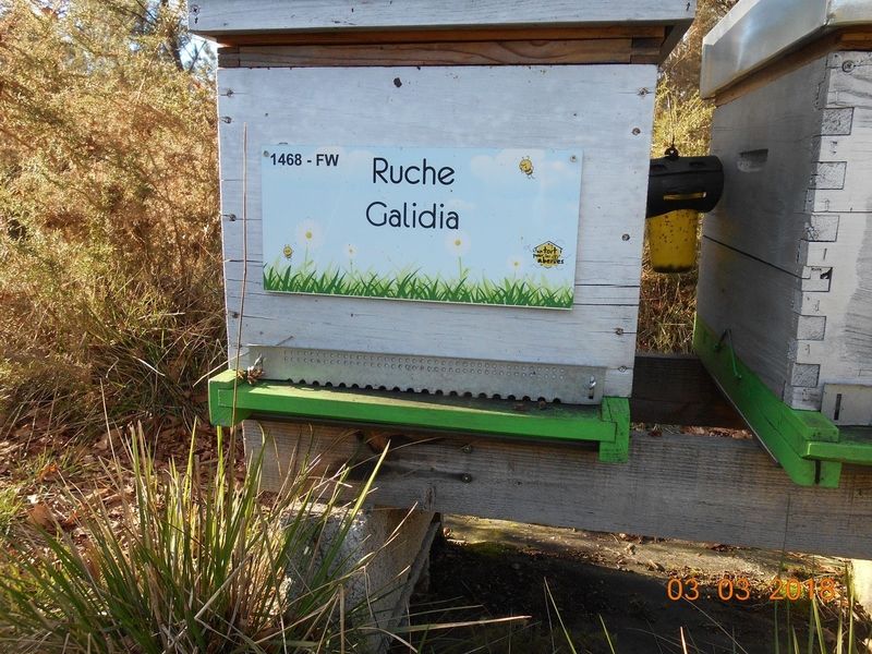 La ruche Galidia