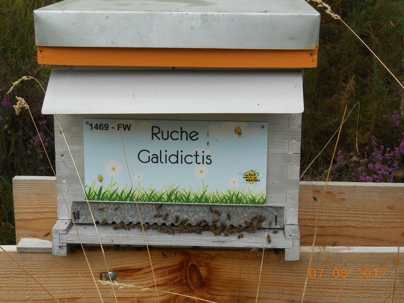 La ruche Galidictis
