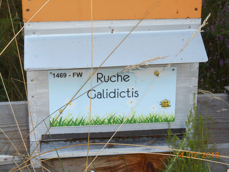 La ruche Galidictis