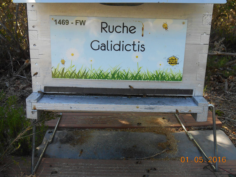 La ruche Galidictis