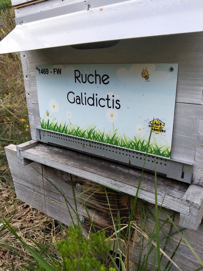 La ruche Galidictis