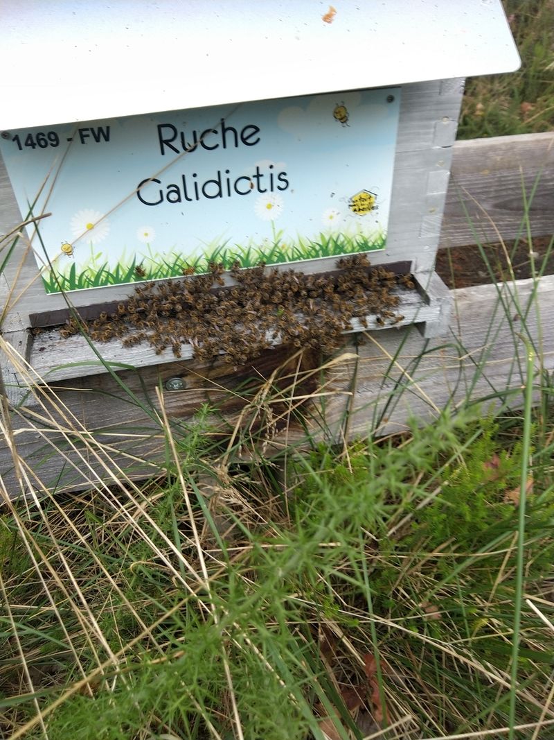 La ruche Galidictis