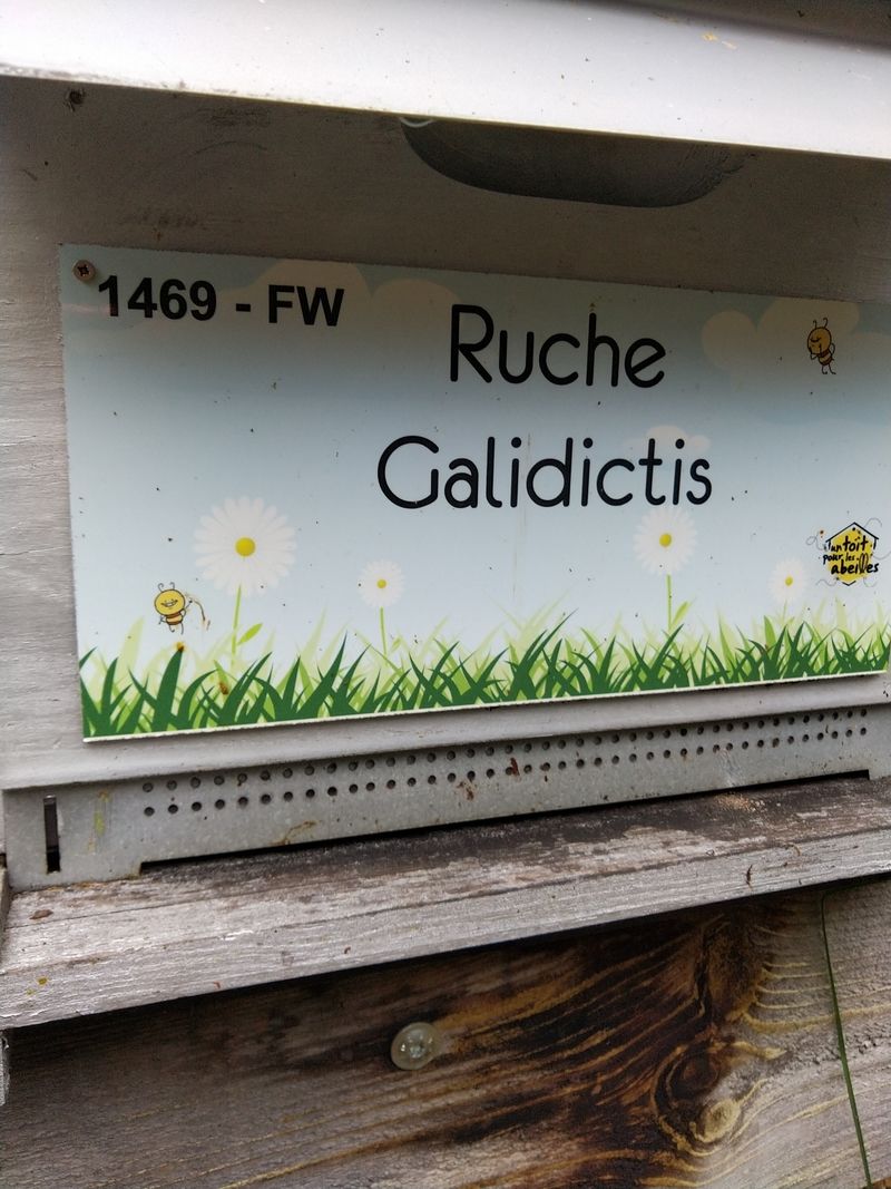 La ruche Galidictis