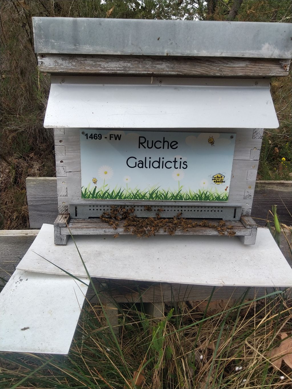 La ruche Galidictis