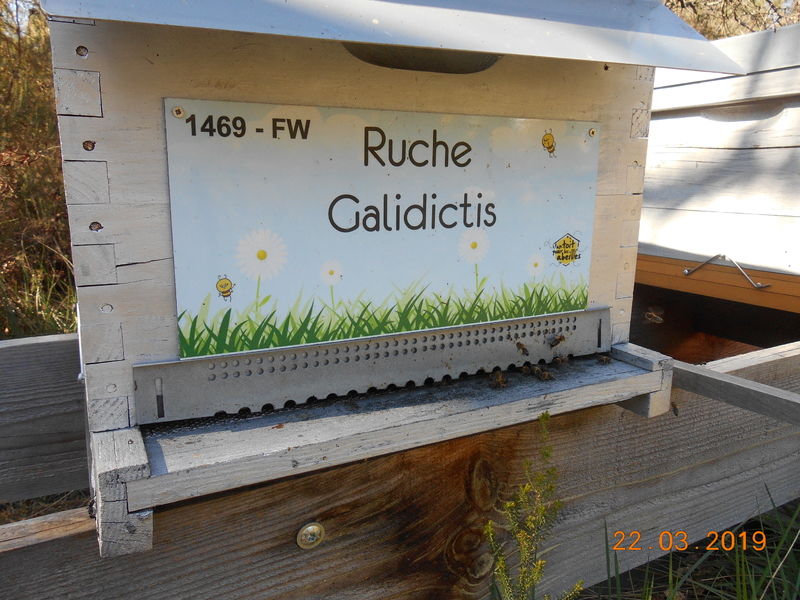 La ruche Galidictis
