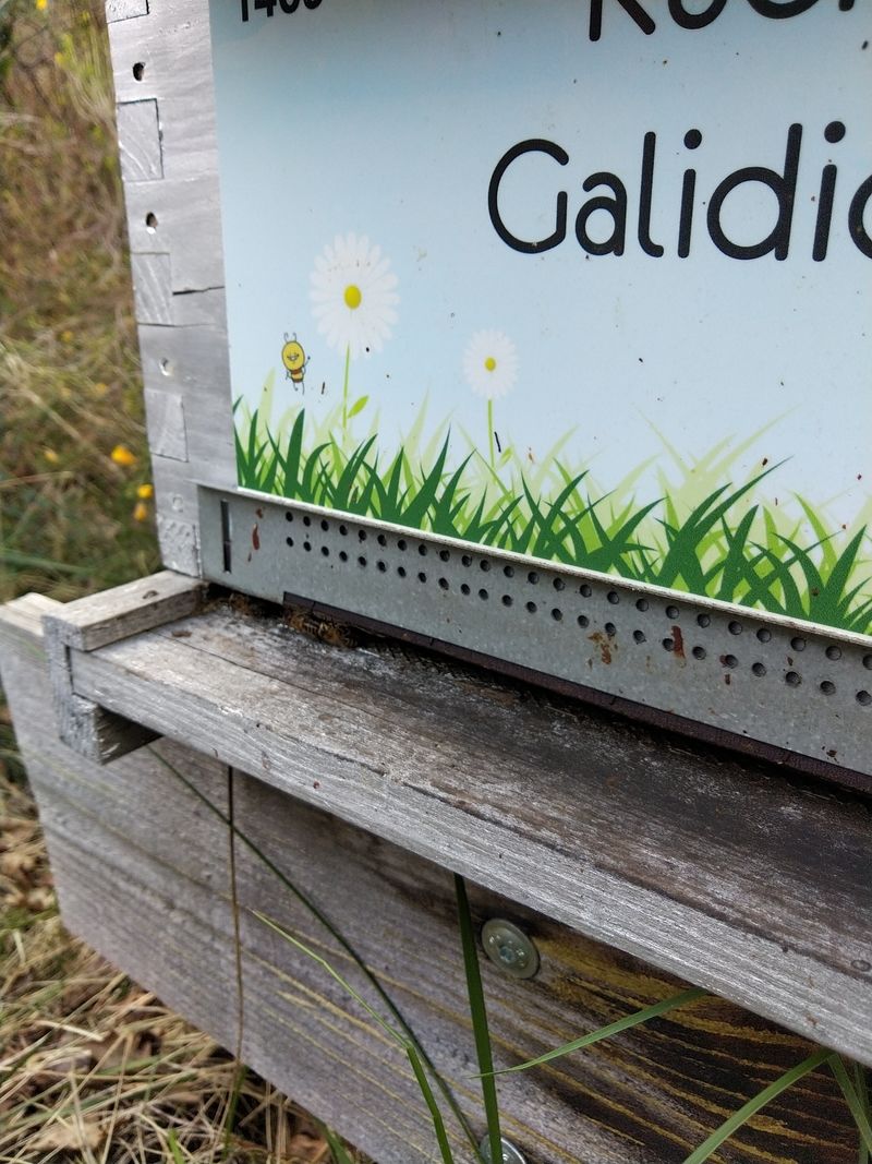 La ruche Galidictis