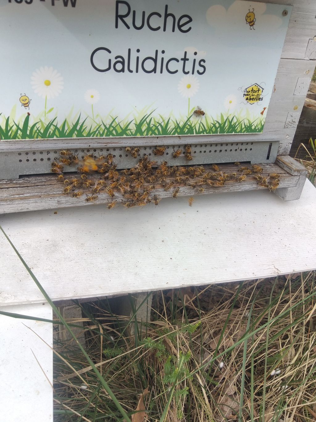La ruche Galidictis