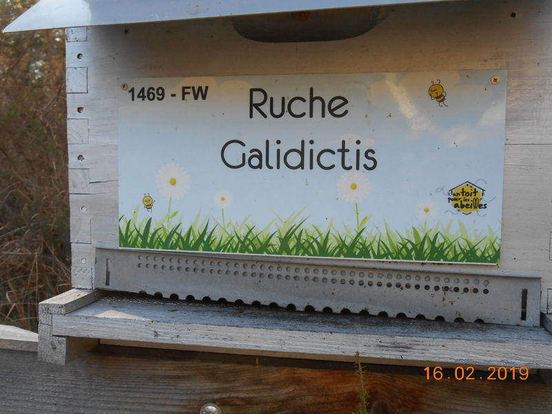 La ruche Galidictis