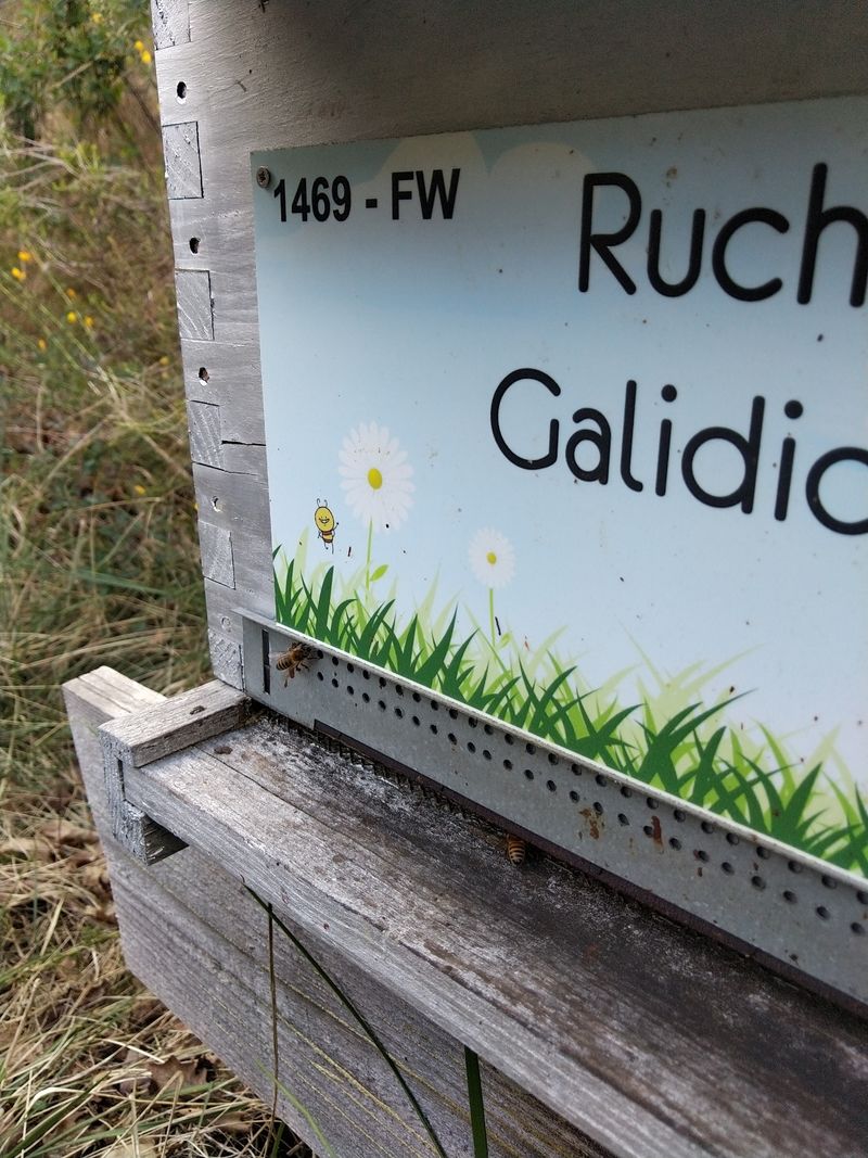 La ruche Galidictis