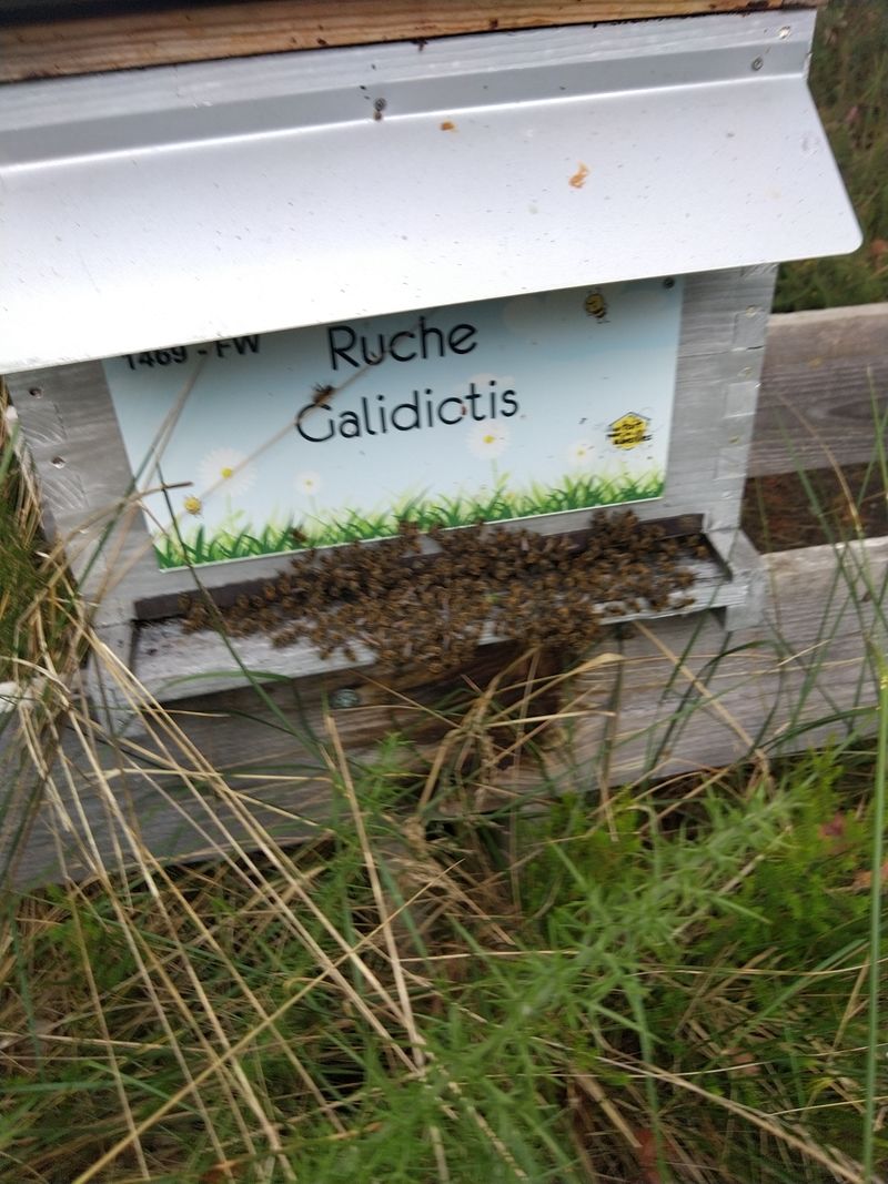 La ruche Galidictis