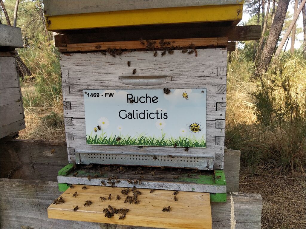 La ruche Galidictis