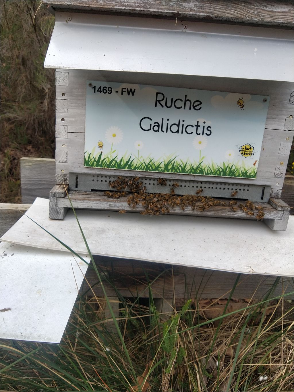 La ruche Galidictis