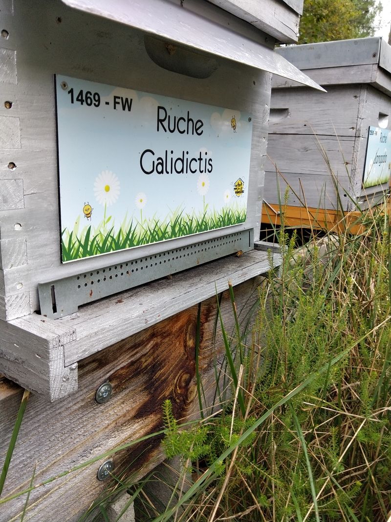 La ruche Galidictis
