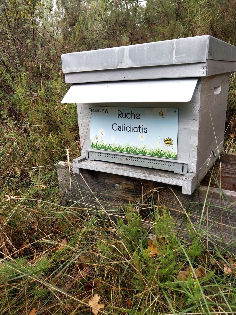 La ruche Galidictis