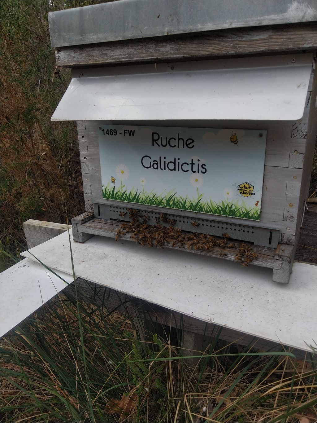 La ruche Galidictis