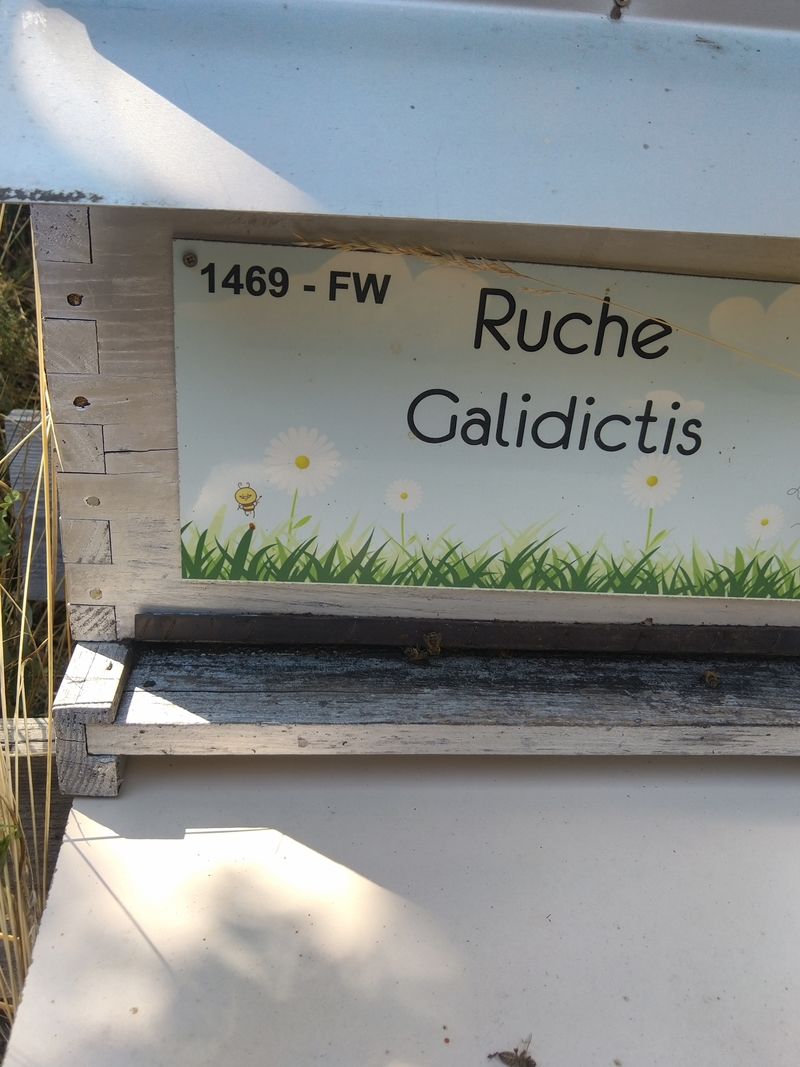 La ruche Galidictis