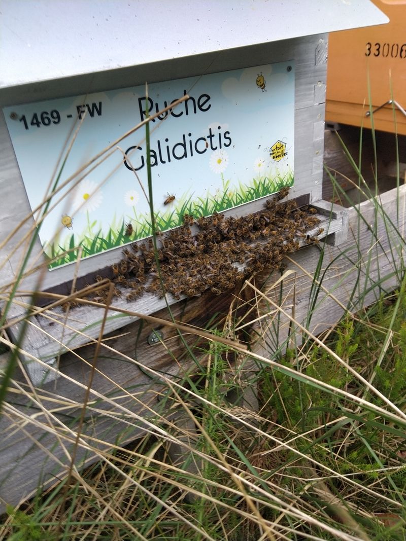 La ruche Galidictis