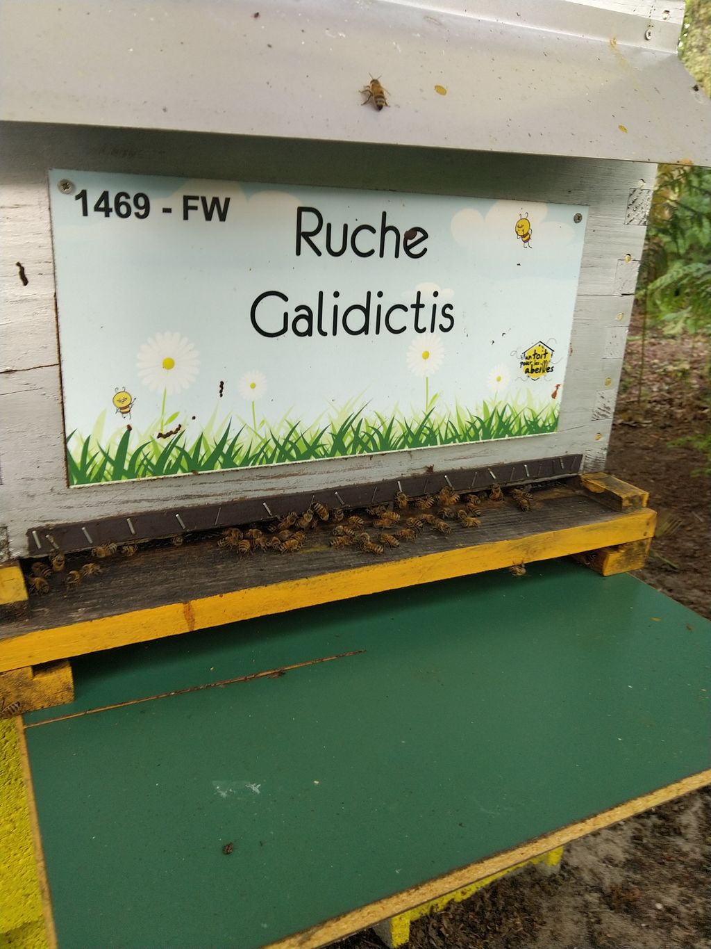 La ruche Galidictis