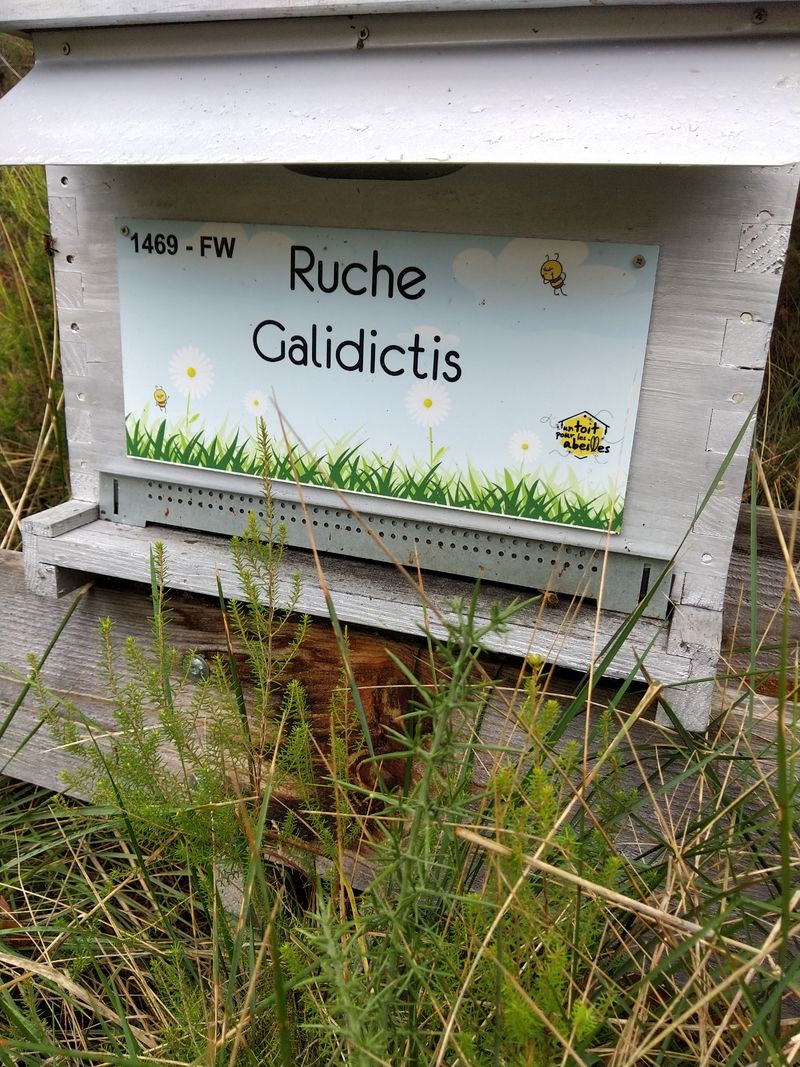 La ruche Galidictis