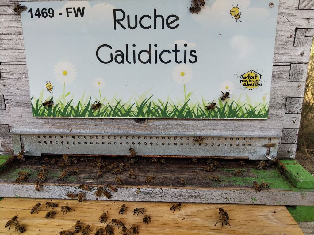 La ruche Galidictis